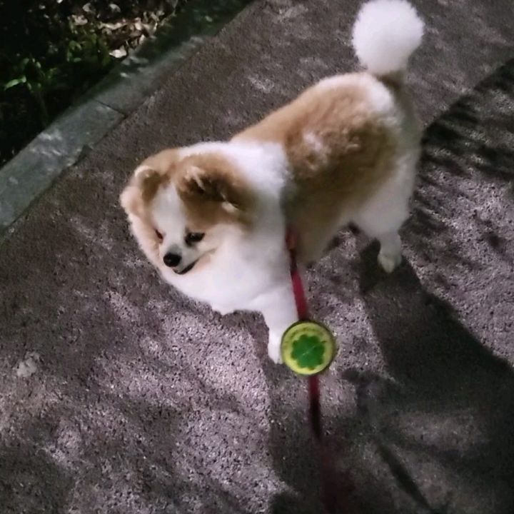 두콩 🌟꼬리🌟 주목
🐶: 엄마가 나보다 앞서면 안돼!!
.
.
내가 옆에 서야 꼬리 딱~~말고
 다시 출발 두콩💨🩷🩷
