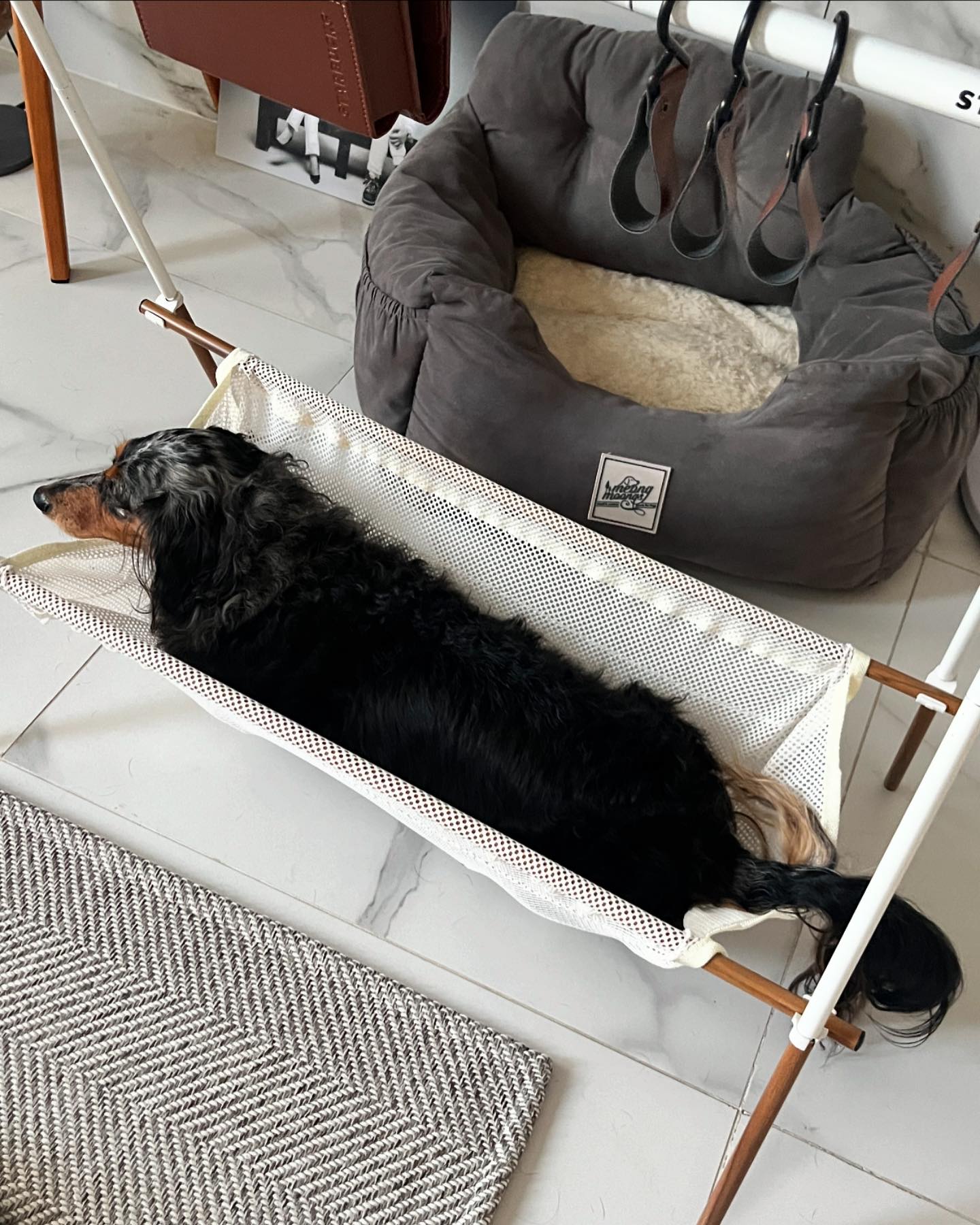 오늘 캠핑행어를 선물받아왔는데
길이도 딱 아늑하니
콩장이 해먹 하기로 했어요😁

#뭉탱❤️ #콩장❤️ #똥뭉탱❤️ #개콩장❤️ #닥스는사랑입니다❤️ #닥스훈트 #데플닥스훈트 #데플단모닥스훈트 #데플장모닥스훈트 #Dapple #Dachshund #Dachshunddaily #Dachshundlove #Dachshundstagrams #dappledachshunds #doxie #dogstagram #ダックスフント #닥스훈트그램 #댕팔맞팔