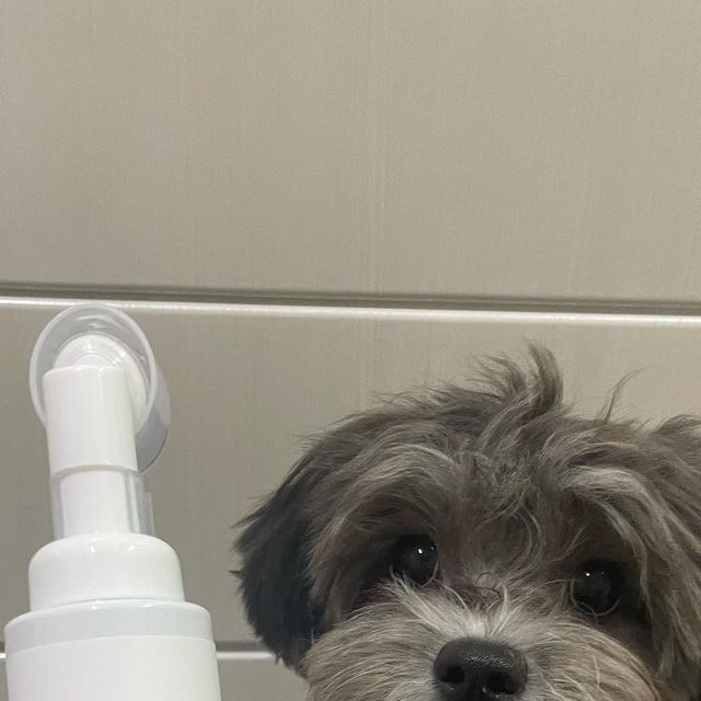 말티푸 제니 on Instagram: "#협찬 아웅 귀찮아 귀찮아! 산책하고 발닦이기 귀찮아! 강아지전용 물티슈로 닦으면 되는거 아니야? 넹.. 산책 후 발닦이는게 너무 귀찮았던 과거의 제니엄마 입니다