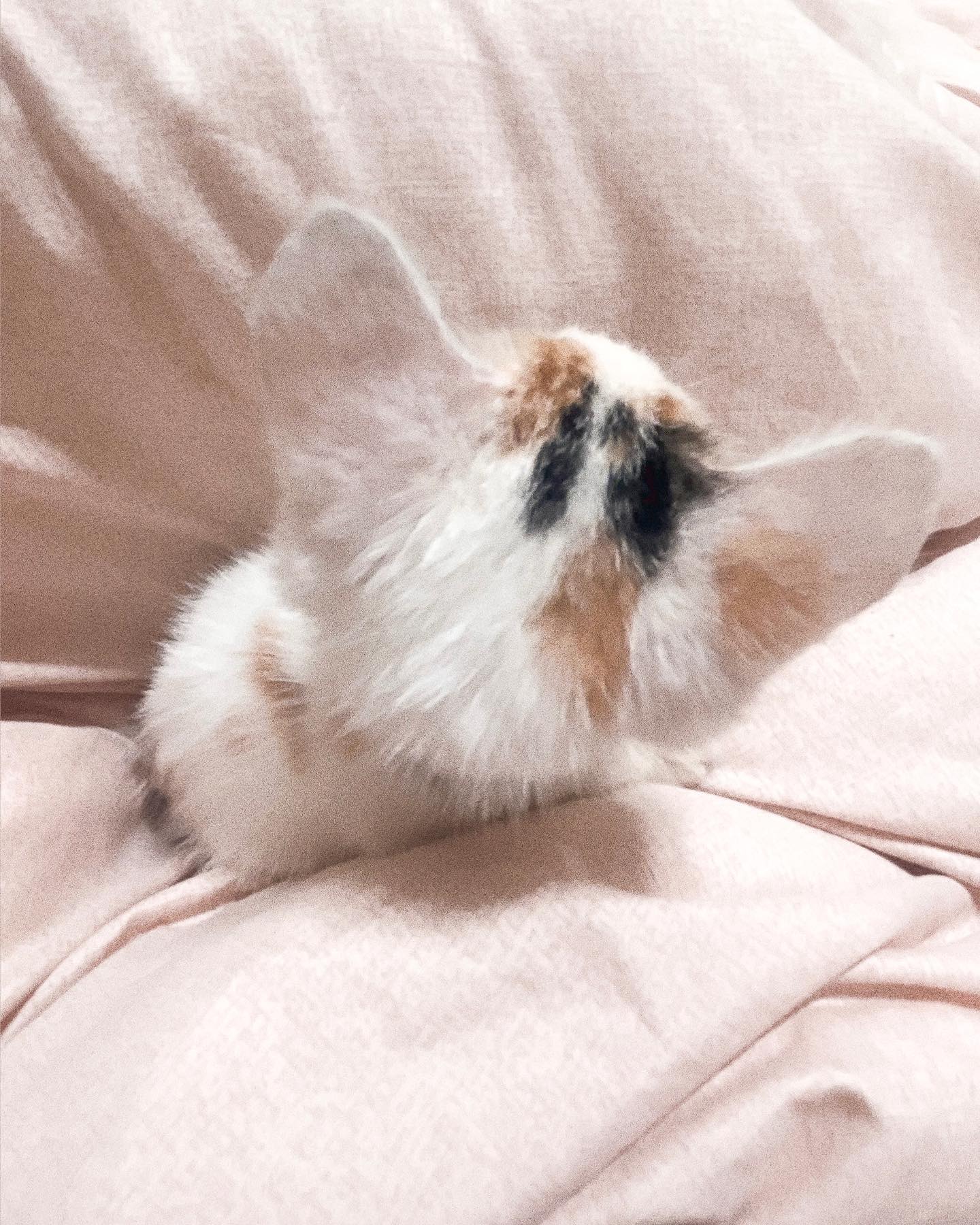 ◟₍ᵔ·͈༝·͈ᵔ₎◞