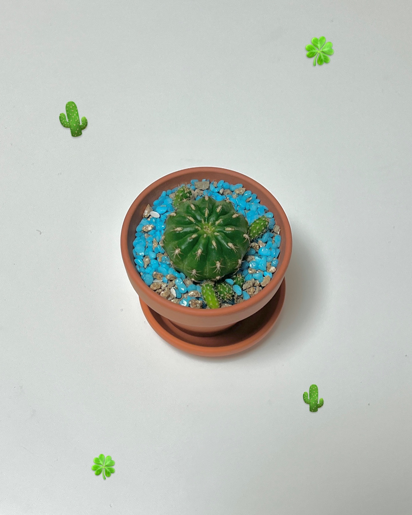 옹심아 앞으로 잘해보자🌵