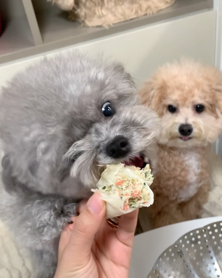 #광고🤍 만두 만두 만두! 다섯개!!!🐷🥟
오빠고 뭐고 없어! 맛있는거 눈 앞에 두고 위아래
따질 시간이 어딨냐!!!! 먹으면 끝이다 캬캬🤪
또 돌아버린 우리집 시속 500키로 폭주족 생쥐ㅋ

#더리얼 닭고기 만두🥟
진짜 맛있게 생겨서 만두 찌다 혼란 그 잡채..
야무지게 사람꺼 강쥐꺼 쪄서 맛나게 먹음ㅋ🫶🏻
고단백 저지방 국내산 하림 닭가슴살🍗
당근🥕양배추,시금치🥬영양가득 만두소
100% 휴먼 그레이드로 합성보존료 무첨가
이제 우리도 엄빠랑 같이 먹을 수 있다 만두!!!🐶
알러뷰 만두! 우리 행보케💗 harimpetfood 

#눈뒤집기장인 #먹보생쥐 #쪼다코봉 #하림펫푸드
#더리얼닭고기만두 #강아지간식 #강아지수제간식
#강아지만두 #반려견만두 #더미식만두 #더미식육즙만두