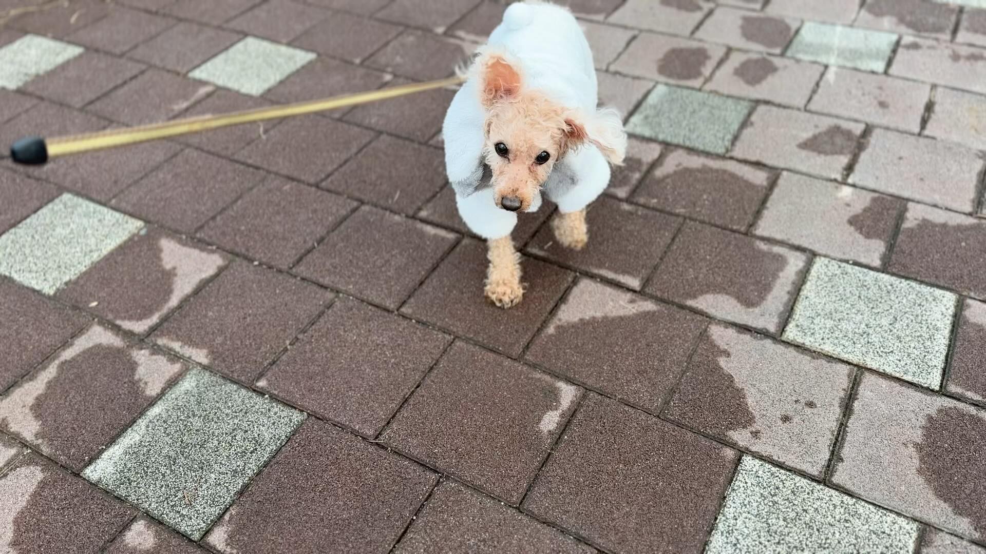 푸달이랑 처음 한 산책🐕😍
놀리고싶게 귀여움!!