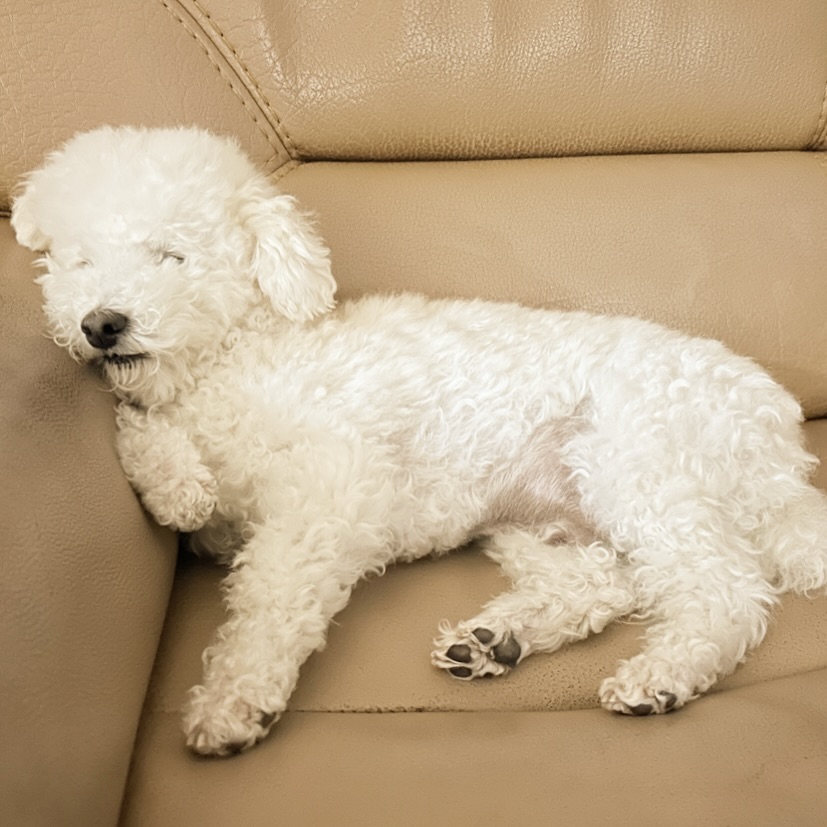 #짱구 #여짱구 #푸들 #😴