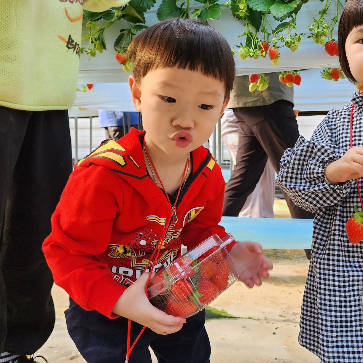 경주 키즈베리딸기체험🍓

진짜 인생딸기 맛보고 옴❤️
온 가족이 저녁대신 딸이 따먹고 왔네 :)

울 시우는....
딸기보다 꿀벌에 더 관심이 많네 ^^
🐝에게 딸기 따서 먹으라고 건네시는 분🤍

요즘 짜증지대로인데....
5살되면 괜찮아지는거 아니였나여(?)
4살보다 힘든거 같은뎅.....

#미운우리새끼