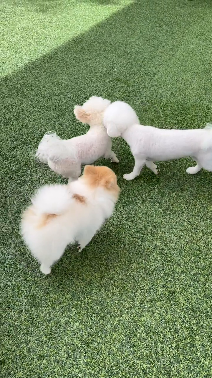 콘텐츠