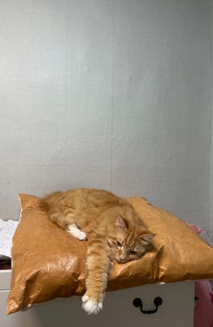 [헨로포우]  고양이 빵방석, 고양이 방석 침대