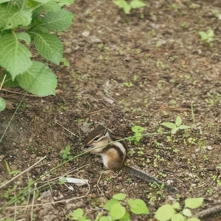 에어하우스 대자연 특집 🐿️🍀🦚🪿🌲🌳🧘🏽‍♀️
마지막장을 꼭 봐줘 🫢