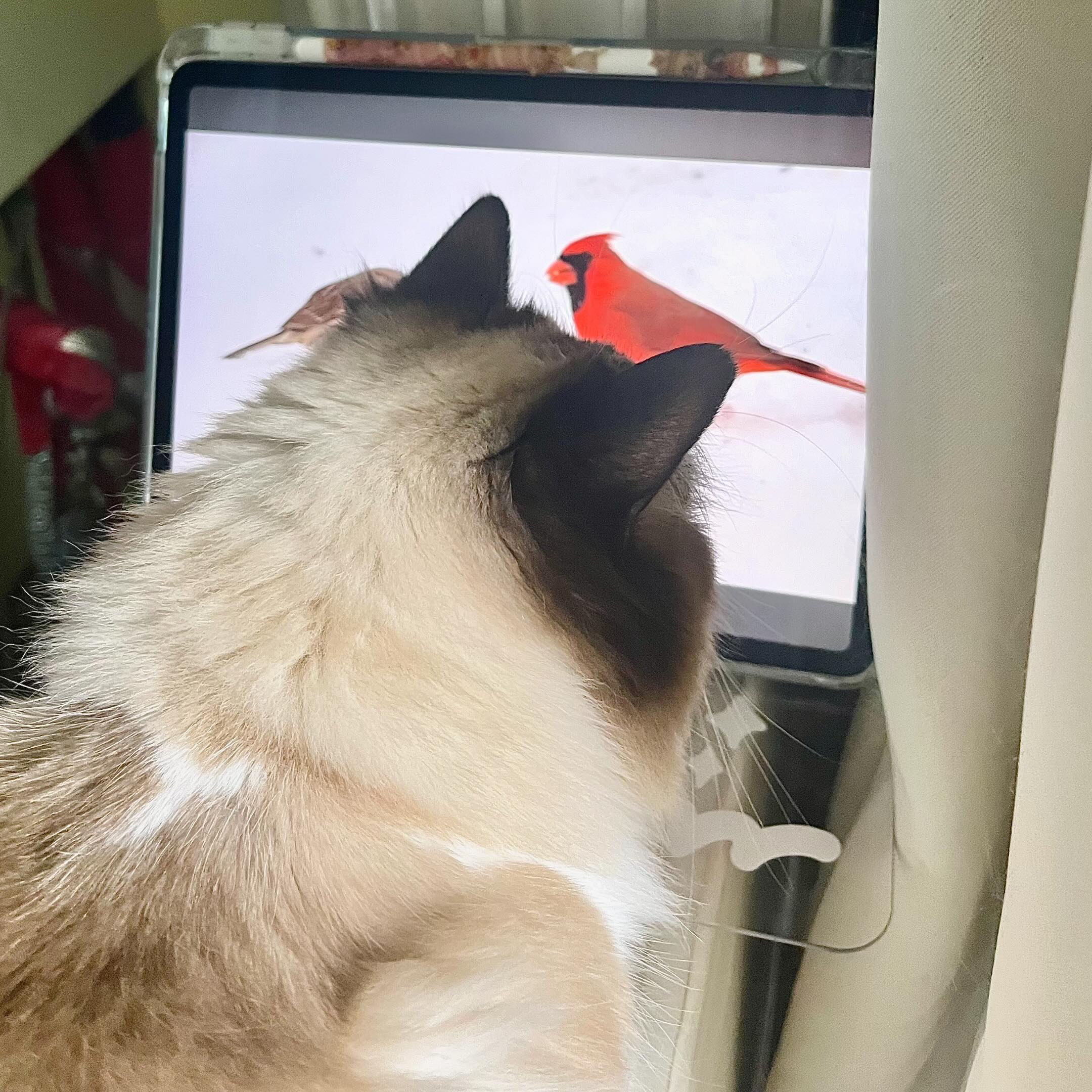 #냥플릭스 보는 단풍이📺🐱
.
.
.
.
.
.
.
#고영희 #단풍 #집사스타그램 #귀여운고양이 #좋아요 #냥팔 #냥팔환영