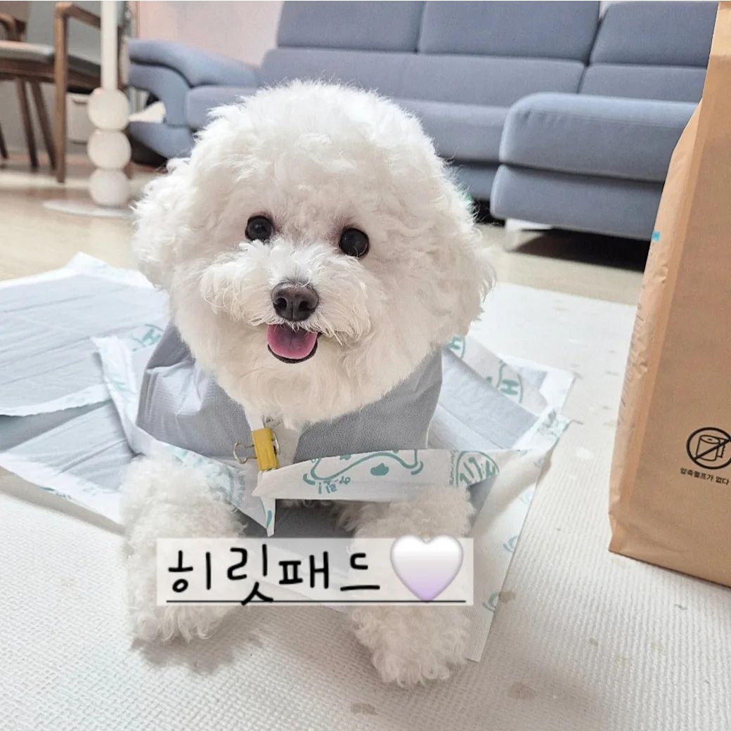 #협찬 

갓성비 패드 정착🙋🏻‍♀️

백세개로/히릿패드는
한 번도 못 써본 댕댕집은 있어도 
한 번만 산 집은 없을 거에요
파워 J 몽바네는 왕창 쟁여둘 예정!!!!!! 

최애 패드로 고른 이유는...ꪑ 
일단 저 두툼한 패드가 정말 냄새가 안나요! 
저렴한 패드 중에 이렇게까지
흡수 잘 되는 패드는 🔸️절대🔸️ 드물다구요

🎈국제특허, 국내최초 신소재 셀룰로오스 특수원단 
🎈암모니아 탈취력 99.5% 테스트 완료 
🎈발도장 No  좌우 가장자리 및 뒷면까지 완벽하다..
🎈증발 및 역류현상 No 쾌적해~
✨️첫구매 체험팩 500원+무료배송 이벤트

🏷#몽바패드 : h.lit_pad 100_doglife #백세개로 #히릿패드

 #배변패드 #애견패드 #배변패드추천 #강아지패드 #강아지패드추천 #강아지배변훈련 #체험단 #백세개로체험단 #히릿패드체험단