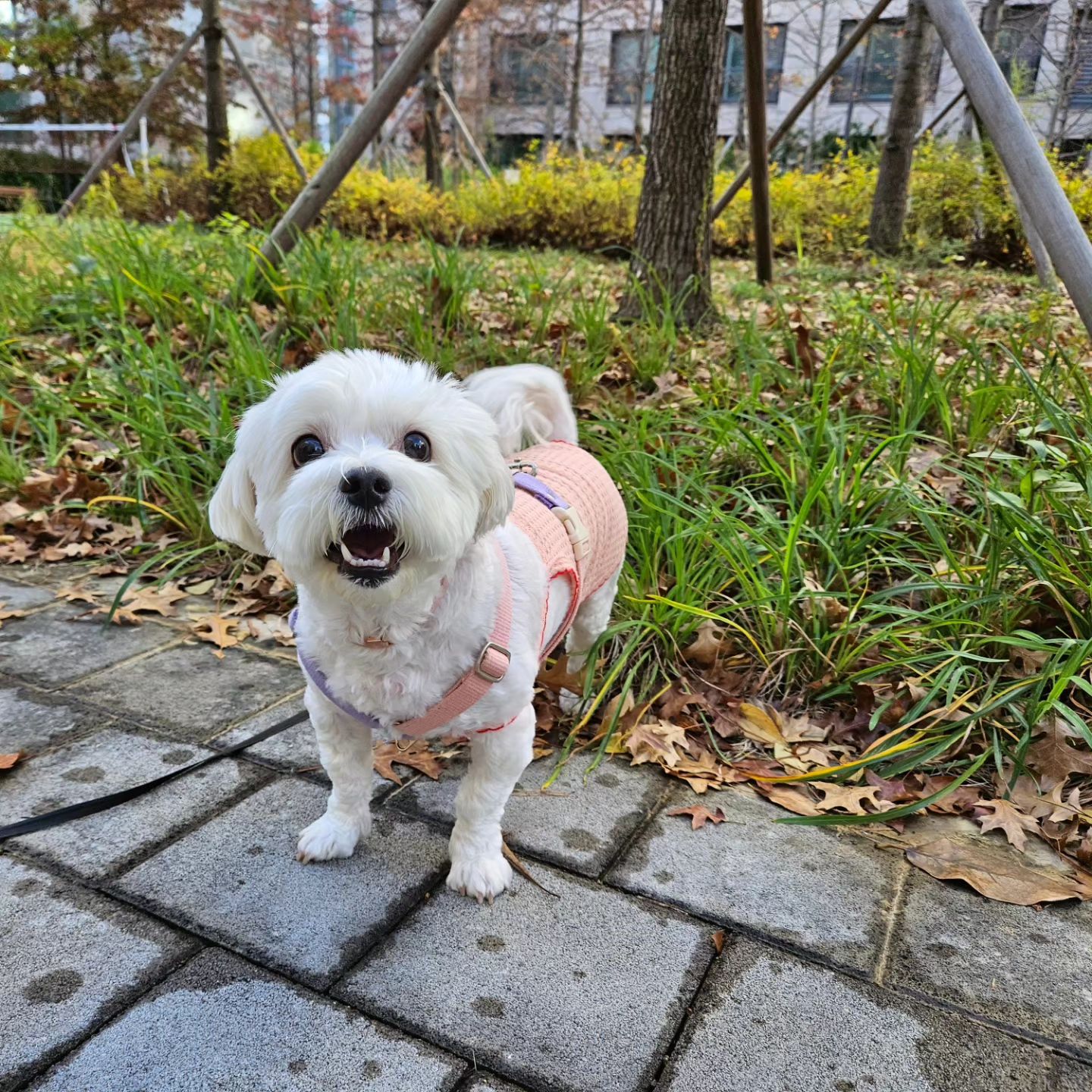 해피해피~♡
오늘도 해피하게~
해피랑 산책완료

.
.

#말티숑
#강아지산책