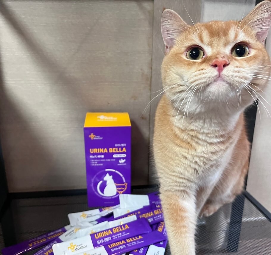 마이펫닥터 유리나벨라 신장영양제 츄르💜🐈

✅요로계 건강도움 크랜베리함유
✅시너지UP 부원료 함유
✅기호성 최상 국내산닭고기
✅휴먼그레이드 원료사용 

마이펫닥터로부터 서비스를 제공받아 작성된 글입니다

#마이펫닥터 #고양이신장영양제 #고양이요로결석 #고양이방광염 #유리나벨라