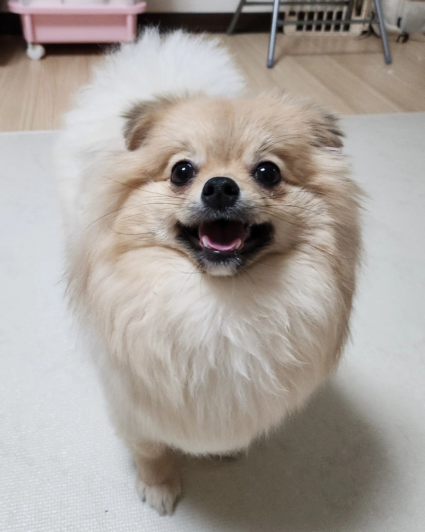 누나가 계속 집에 있어서 좋니?🦁💕