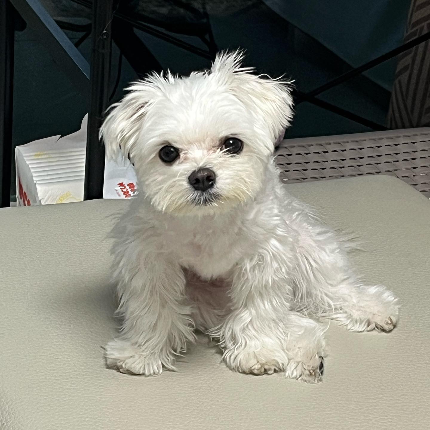 간식낸놔!!!! 간시익!!😋 간시익??😀