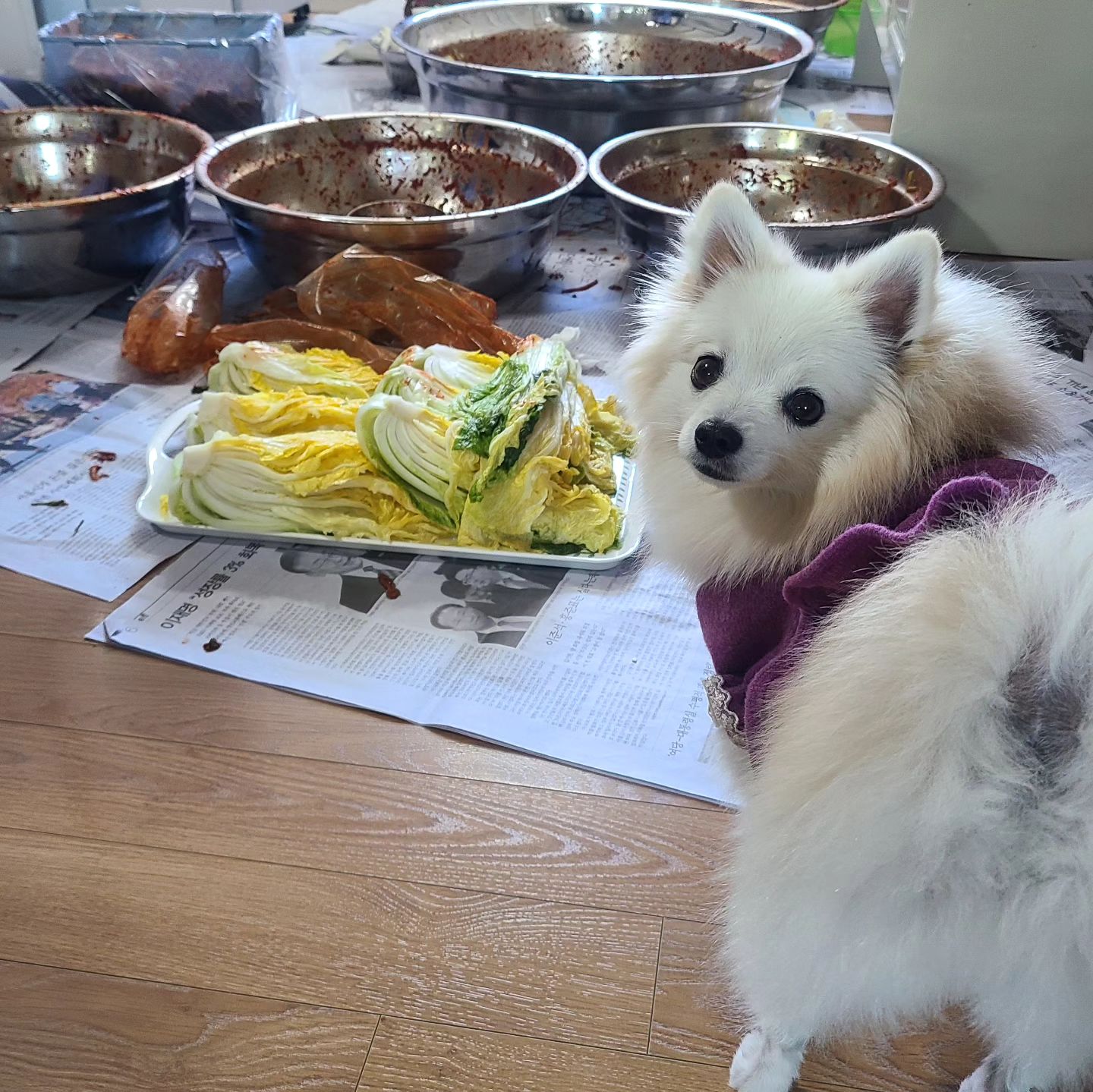 #🐶
엄빠따라 할미네로 #김장 다녀온 빵이🫶
김장하는동안 조금 얼쩡거리면서 잘 있어줬어유❣️
착한 내 새꾸, 낄끼빠빠 알아서 잘함ㅋㅋㅋ👍

김장끝나고 수육해서 굴이랑 같이 먹으니까
맛난 냄새때문인지 본인도 한입하시겠다며
식탁을 서성이고 얼쩡이고 할미 할비한테 굉장히 치댐🤔
엄빠는 안줄거아니까 엄빠보다 마음약한 할미할비 눈빛공격🤣

하지만 엄마때문에 결국 못얻어먹었다는 슬픈이야기..🥹

-
#김장하는날 #김장김치엔수육 #맛나쥬