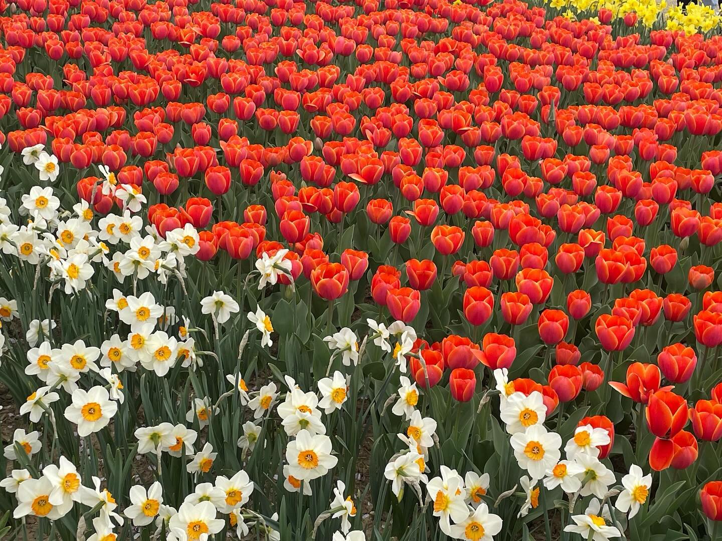 🌷🌼