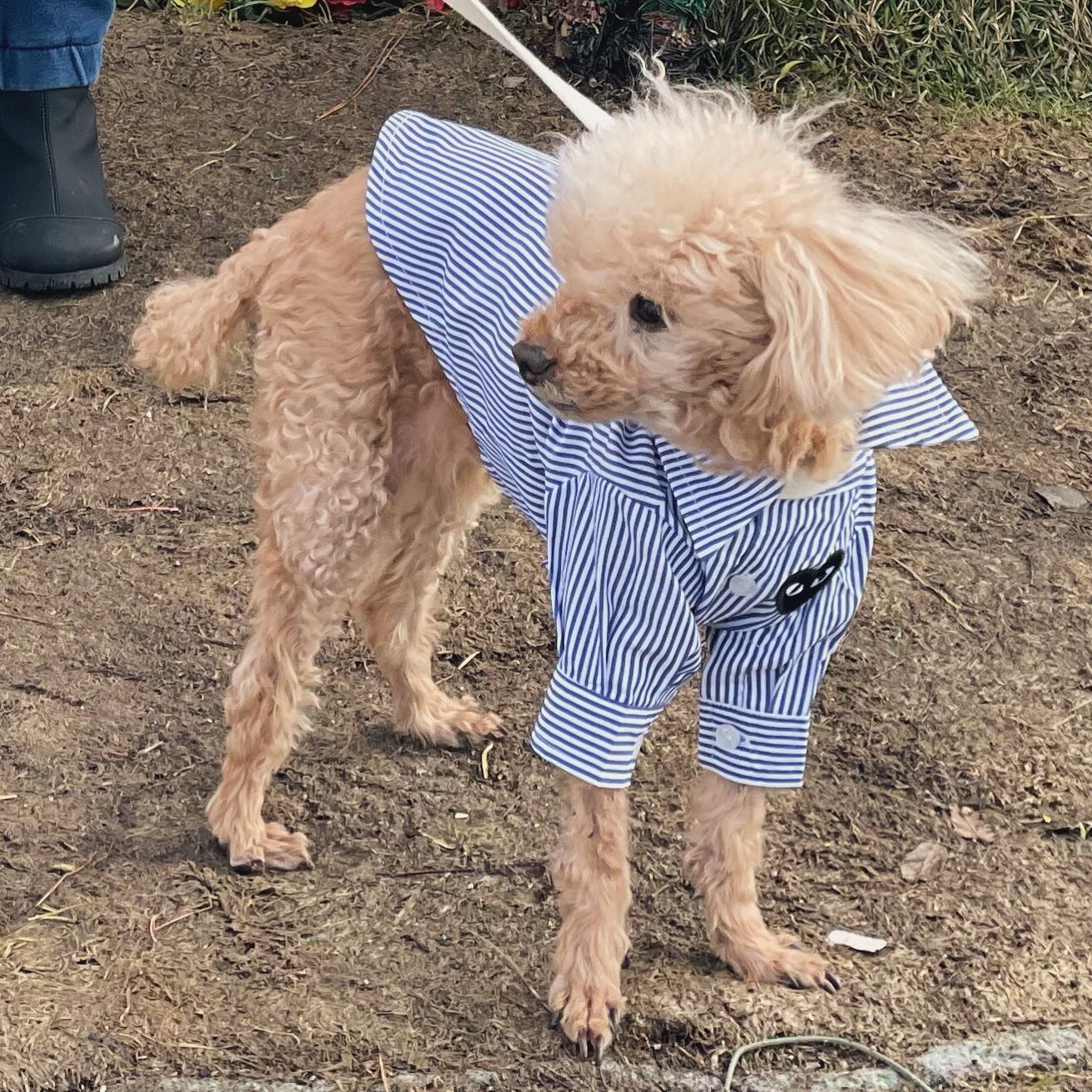 *
산책🐶

의사선생님이 전 붙이고 그런 일 하지 말라해서 
진짜 아무것도 안 하고 나왔더니,

엄마는 나에게 고급병에 걸렸다며,
어째 선생님 말은 그렇게 잘 듣냐고 😆

#내가원래말은잘듣지
모두모두
#해피설날