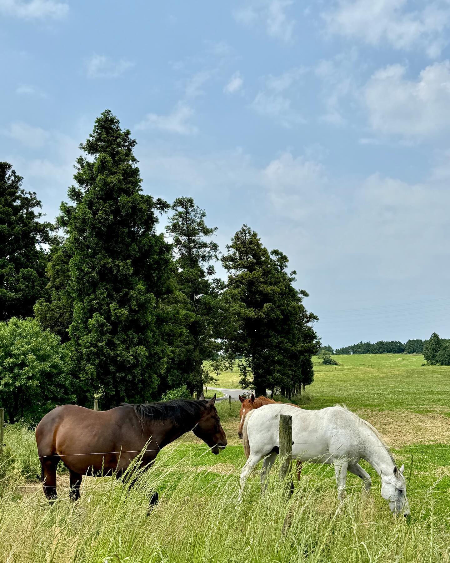 🐎🌳