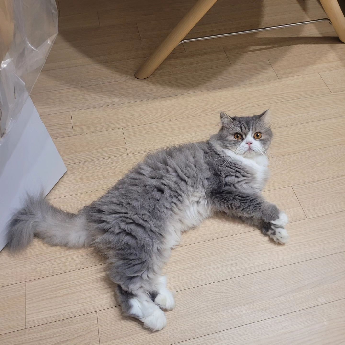 더울 땐 마루에 누워있는편
.
.
.
#고양이 #220918 #냥스타그램 #cat  #猫 #ねこすたぐらむ #냥팔