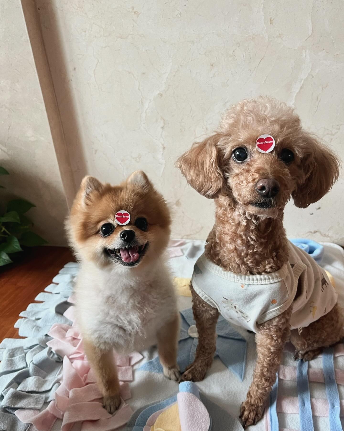 심장사상충약 먹었어요 🐶💮💓
댕댕이 친구들도 예방하기 ~~!!