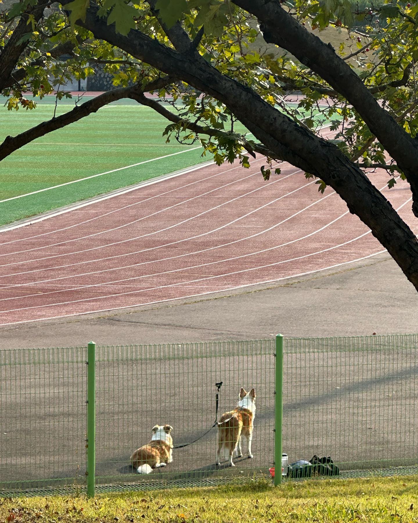 날씨좋다고 학교에 산책온 댕댕이들인가봄

#서울대학교 #댕댕이