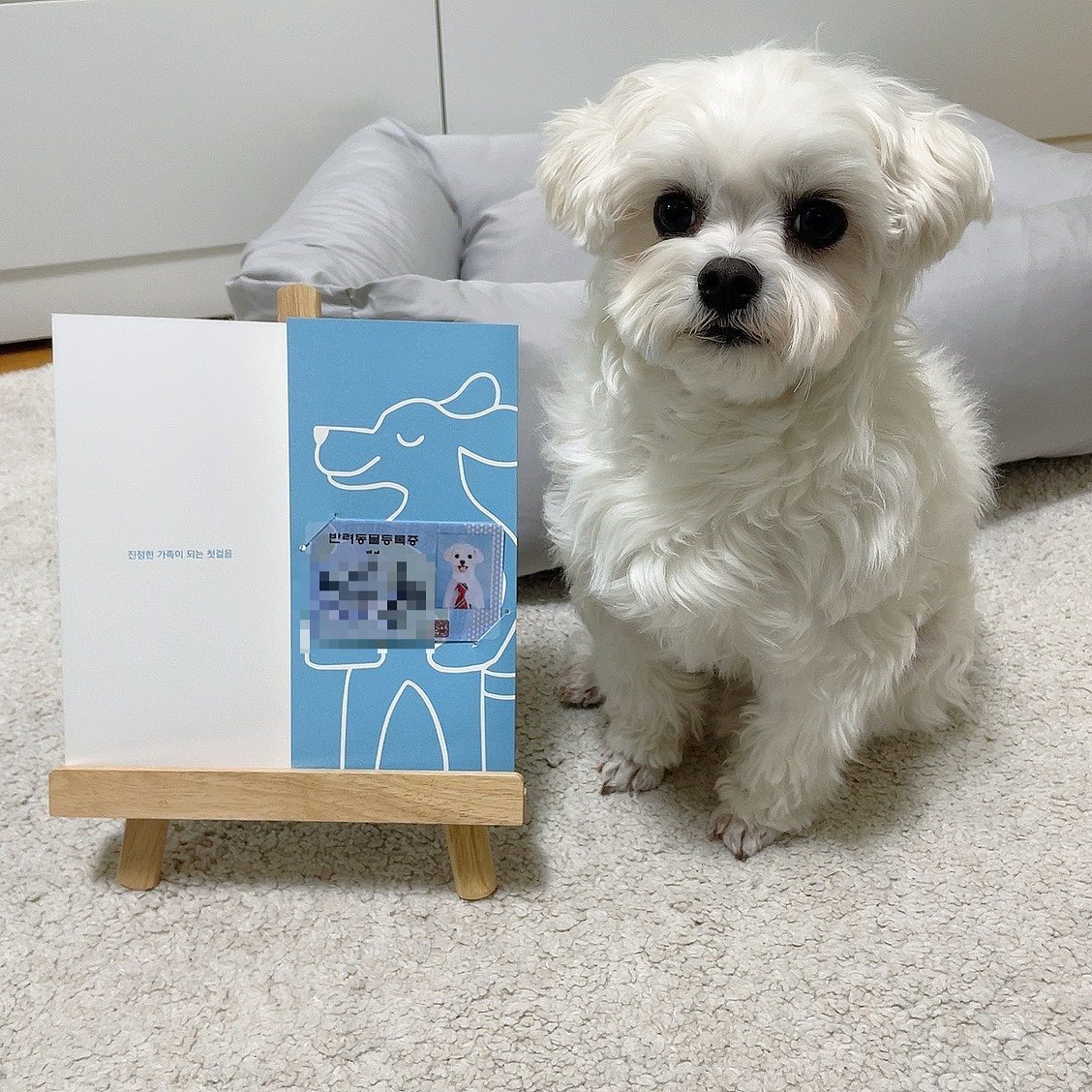 #협찬
나 리별찌! 개민증생겼다🐶
페오펫멤버십 가입하고 개민증 받았어요🐾

👉🏻 페오펫멤버십은 3단계(베이직, 스탠다드, 프리미엄)

✔️지금 페오펫 멤버십에 가입하면 예쁜 개민증이 무료
✔️페오펫 멤버쉽에 가입 시, 병원•애견카페•애견운동장•애견용품샵 등 반려동물전용서비스 이용 후 영수증 인증만하면 페오펫몰 내 마일리지로 적립
✔️적립받은 마일리지로 페오펫몰 내 다양한 상품으로 구매 가능

✅ 별찌의 프리미엄 후기 
별찌가 이용하는 프리미엄은 페오펫 내의 다양한 상품 구매  시 마일리지 사용한도가 50%!
별찌가 평소 먹는 제품들 구매해봤어🤟🏻 자주 쓰는 물품들도 구매해볼 예정이야🐾🐶

🏷️ peopet_official

#페오펫#페오펫멤버십#멍스타그램#애견용품#애견카페#강아지그램#개민증#강아지용품#애견펜션#동물병원#반려동물등록증