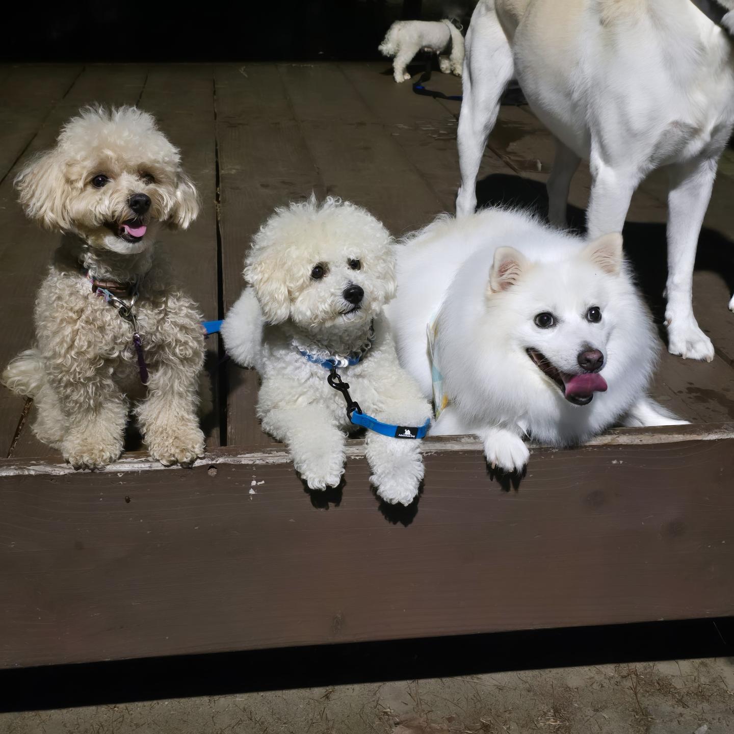 2024.7.29 호빵이 저녁 산책일지🩵🩵

♡설이 치로 둥이 송이 행이 두식이 꼬비 호빵♡ 1차 산책 출발~😍
☆대박 설이 라숑 호빵☆ 2차 산책 출발~😘

❤️

#hobbang_world #호빵월드 #송호빵💕 #양🐑아님ㅋㅋ #저녁산책🌙 #산책일지🐾
#그룹산책🐕 #신트리공원_뒷편_흙길 #동네한바퀴산책 #펫핑 #양천구반려견순찰대

hi.petping
