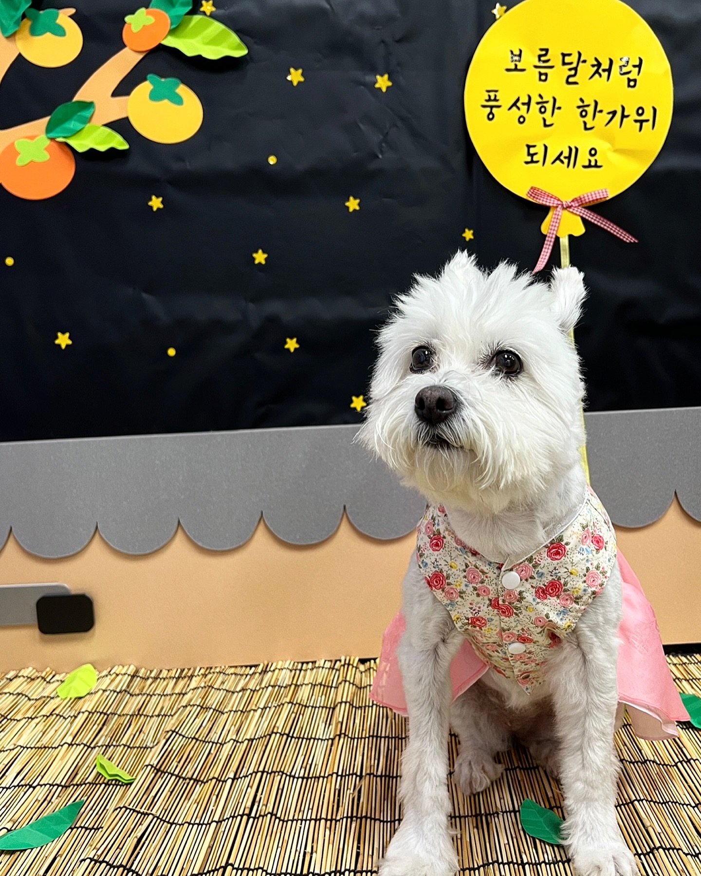 명절되세요🐶
한가하세요🌕

#추석 #추석한복 #멍스타그램 #믹스견 #믹스견스타그램 #걱정마시개 #개치원 #노견 #노견스타그램
