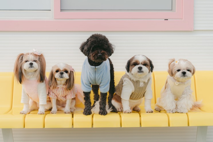 리모델링해서 더 좋아진 시흥 애견카페&애견운동장﹝레인바우﹞🐶