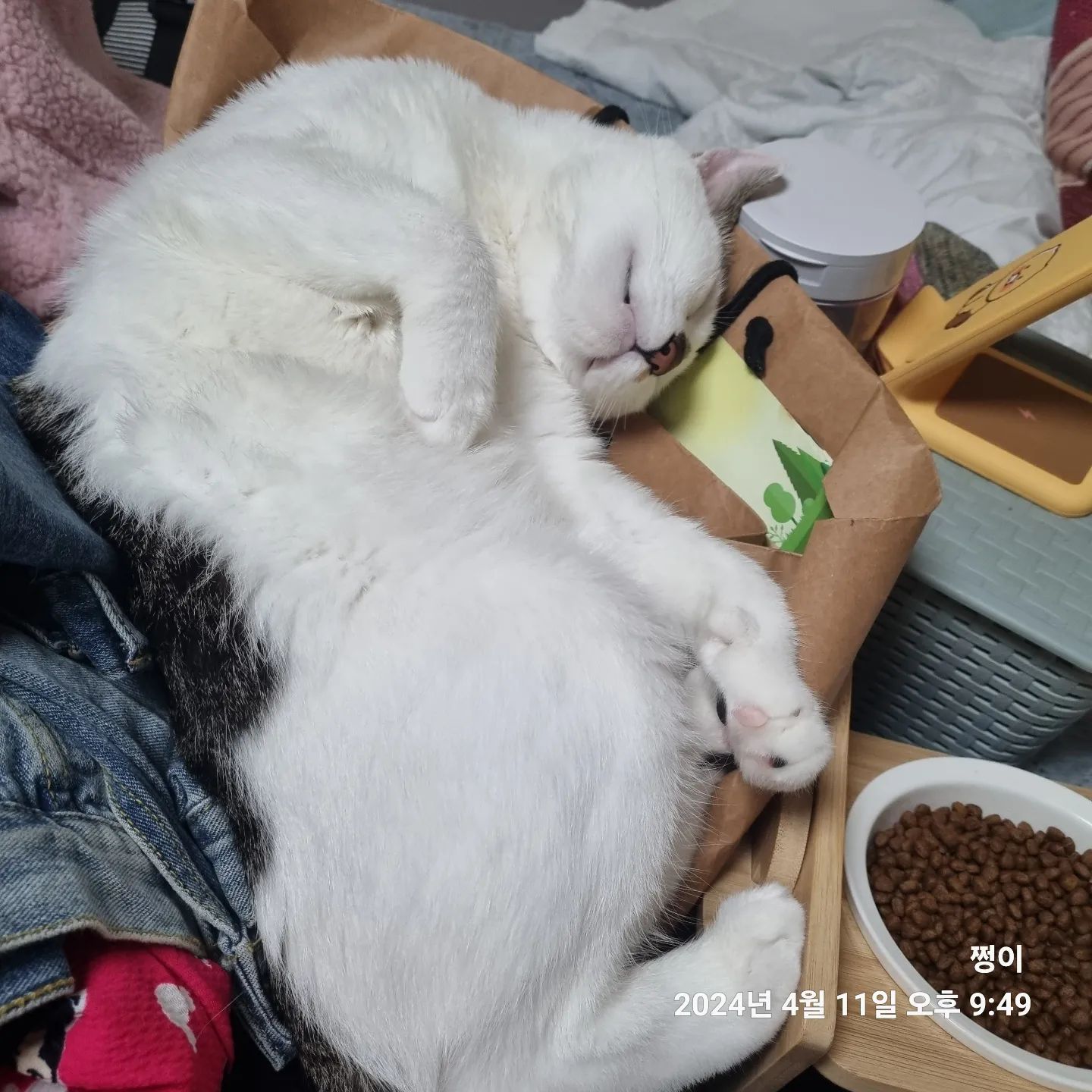 웃겨서 안올릴수가 없다...
오늘 놀자고 계속했는데 못놀아줘서 미안해
언능 다 치우고 내일 신나게 놀자 사랑해😍😍😍
겨울옷 싹 집어넣고 여름옷 꺼내는중...!!! 
빨래 하러 가야겠다 😂😂😂

#옷정리중 #뻗은토리 #웃겨죽음 #고양이 #냥스타그램 #묘연 #사랑둥이 #왕고양이 #왕크왕귀 #사랑해 #오늘도사랑해 
#떡실신 #코숏 #코숏스타그램