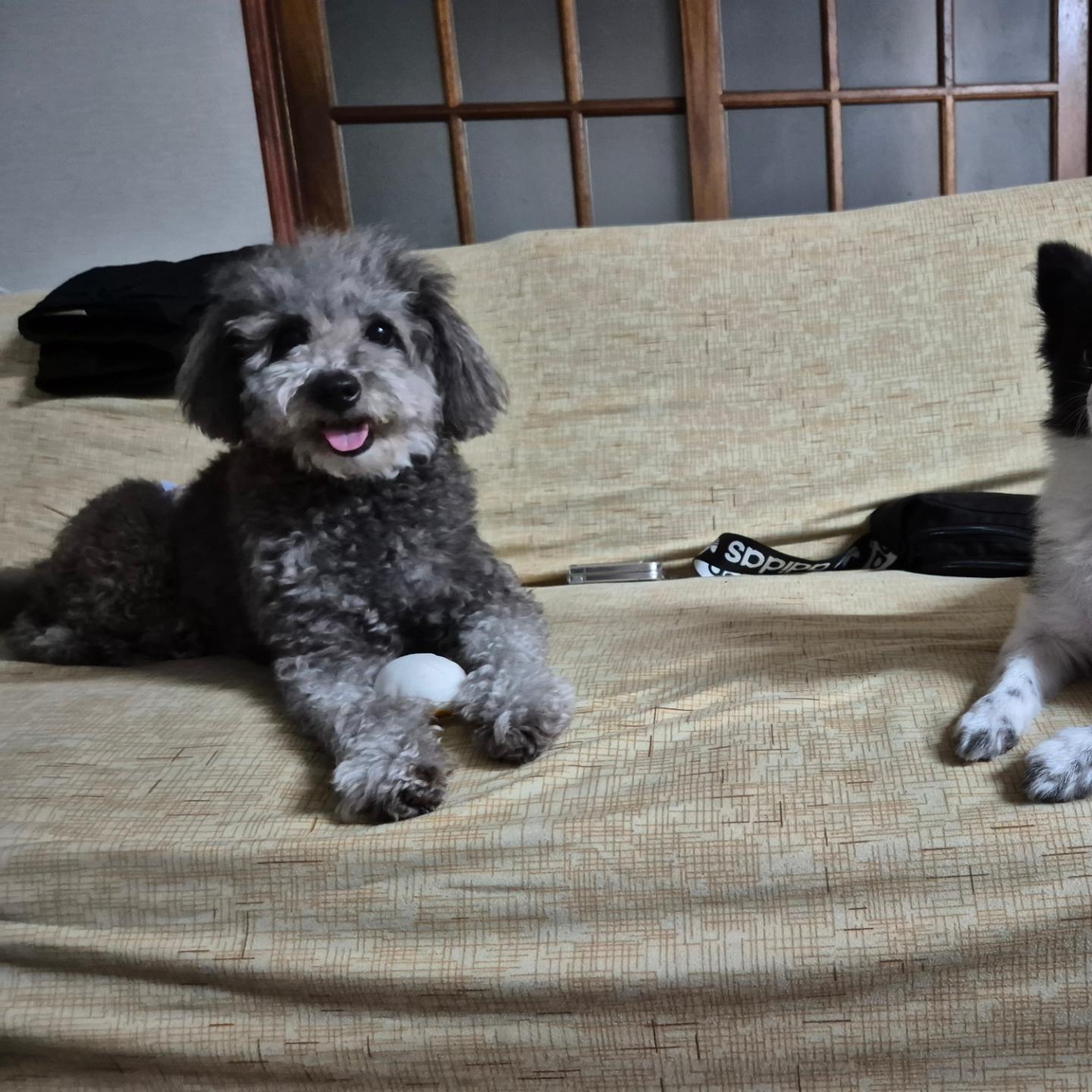 테리가 우리 집 온 날😍