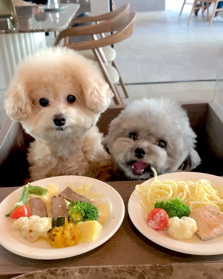 극과극 남매의 먹방💗
🐭옴뇸뇸 스파게티 맛있어! 쏘 해피!!!
🐻엄마 나 고기 먹어두대? 
ㅋㅋㅋㅋㅋ 성격 딱 보이는 둘🫶🏻

도산공원 핫플 달마시안이 수원 스타필드로!?
스필에서 유일한 펫 레스토랑 전문점이라
마음 편하게 먹고 놀다옴ㅋ 맛은 말 모~💛
반려견 복합문화센터 오십케이랑 협업한
펫다이닝 메뉴랑 전용 체어까지 완벽해😚
달마시안 시그니처 꽃 분수는 봄부터 볼 수 있음💗⛲️💐
우리랑 데이트 하러 갈래? 헷ㅋ

#푸드파이터 #설거지전문 #야채도사랑해 #편식이뭔데
#수원맛집 #수원카페 #수원애견카페
#스타필드달마시안 #수원스타필드 #오십케이