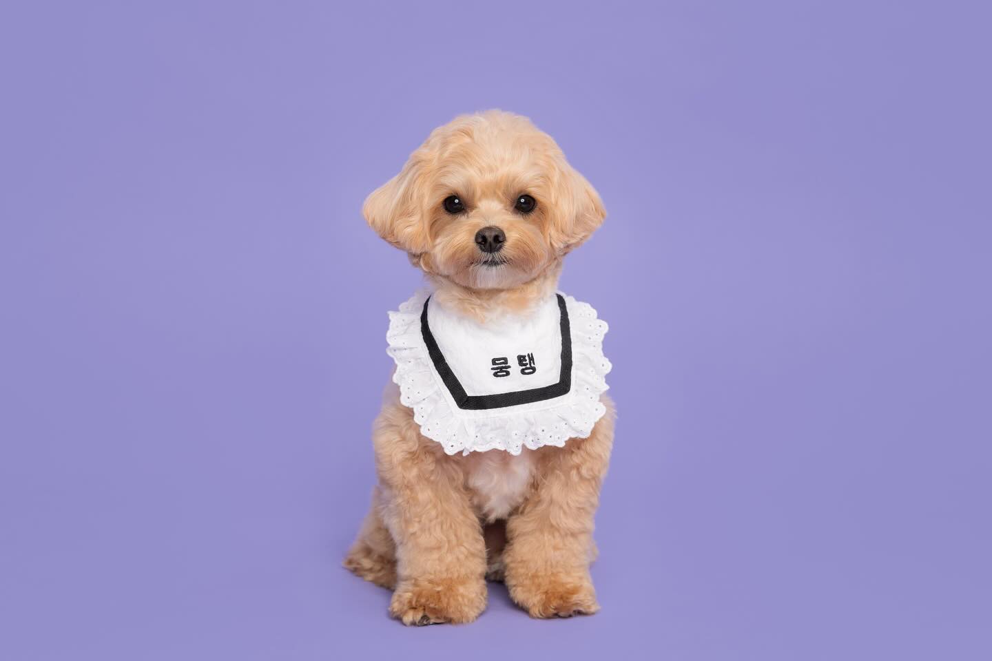 ♡ ꒒ ꒩ ꒦ ꒰ ♡

뭉탱이 2살기념 증멍사진 찍구왔지롱
울애기 크는 모습 매년 남겨줄고야 🤎

📷 gvc_kyupet_