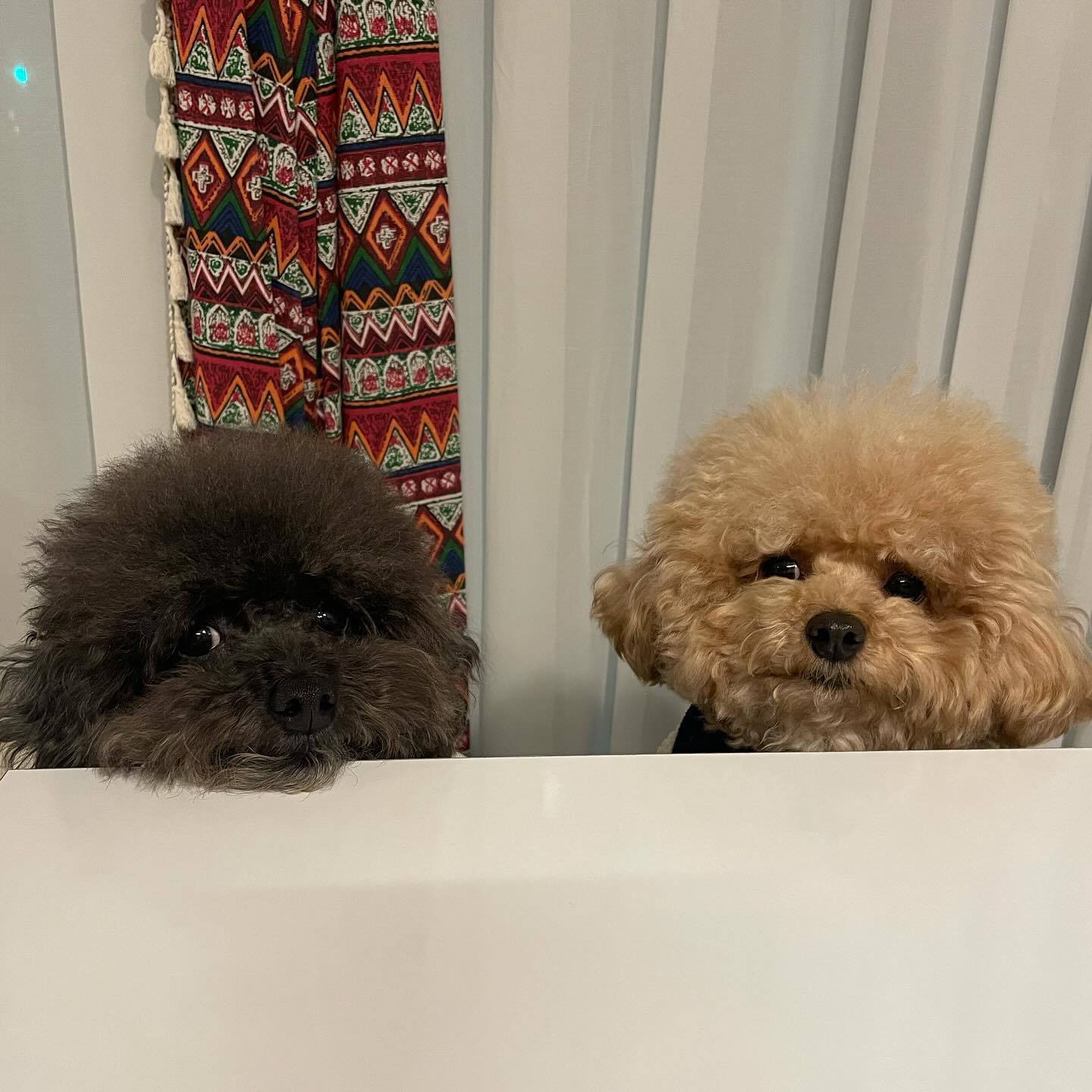 지난주 시루랑 차란에서 두번이나 만나따구
울엄마 한번간카페 다시가는일 잘 없눈데 시루한티 영업당해땨
말로만듣던 차란이도 만나규 넘 좋규먕