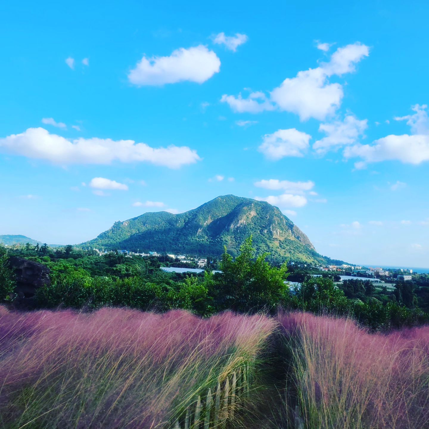 제주 <마노르블랑> 카페
핑크뮬리군락지♡

핑크뮬리가 가득한 카페에서 쉬면서 산방산도 바라보고~
맛있는 쥬스도 한잔 들이키면서 즐거운시간!!

사진을 열심히 찍으며 추억을 쌓기
딱! 좋은 이곳이다! 

카페라고 하기엔 풍경이 너무 좋고~
아니라고하기엔 카페로 들어가서 
뭔가 마셔야하는 느낌이지만~
입장료도 카페이용료도 아깝지 않은
공간이어서 너무 좋았던 것 같다.

제주도의 아름다움을 느낄 수 있었던
가을의 공간 마노르블랑~
가을 제주도 여행지로 추천이요!!

💕 상 호 명 : 마노르블랑
💕 영업시간: 09:00~19:00

#제주마노르블랑 #제주핑크뮬리
#제주가볼만한곳 #제주가을여행지
#마노르블랑 #핑크뮬리 #제주식물원
#제주카페추천 #제주카페