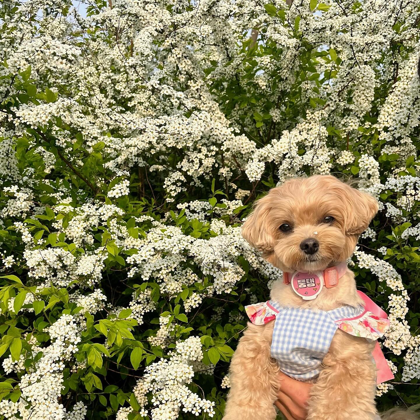 ❁

봄아 가디마 🌸