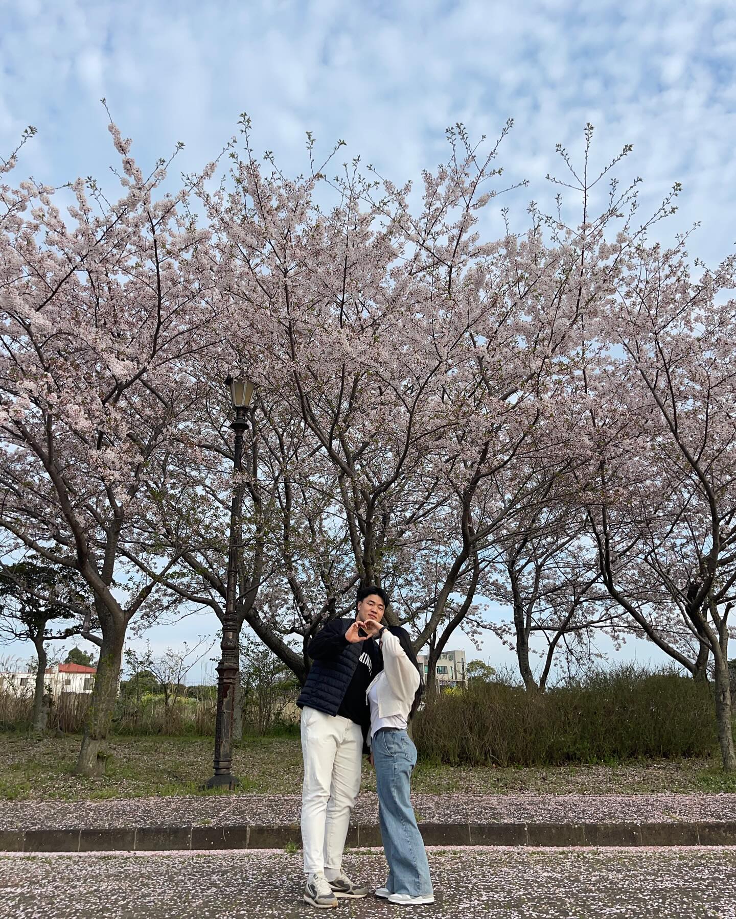 벚꽃이슈 🌸