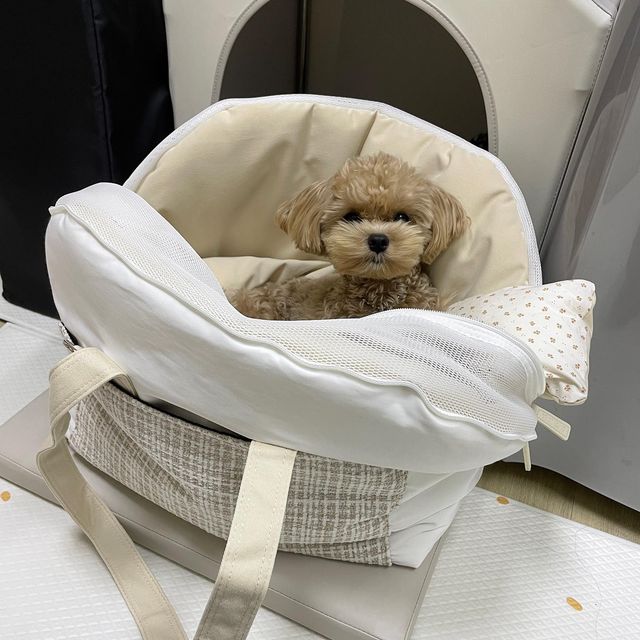 나는야 말티푸 테디🐻 on Instagram: "폭신한 가방들구 이모랑 놀러갈그야🚊 #나는야_테디"