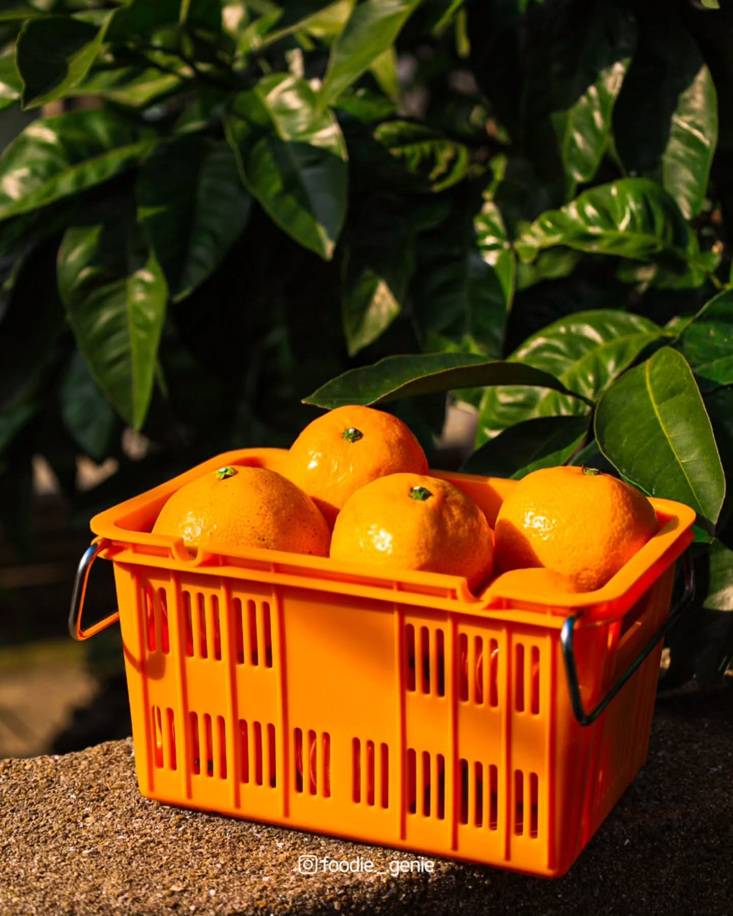내돈내산해서 친구들한테 보낸 귤, 맛있다며 칭찬받았어요🍊
당도도 높고 껍질도 까기 편해서 선물용으로 딱이에요-
(친구가 제가 귤밭하는 줄 알았다는ㅠ 귤밭 사줘... 원츄)
달콤한 감귤이라 설명 필요 없이 일단 잡솨 봐~
-
입맛 까다로운 제주도민의 맛집 큐레이션✨️
foodie._.genie 가 맛있는 곳으로 안내할게요🐻
-
🧾 맛있는 감귤은 hyorinism_jeju
#귤 #제주 #제주감귤 #내돈내산 #타이벡감귤