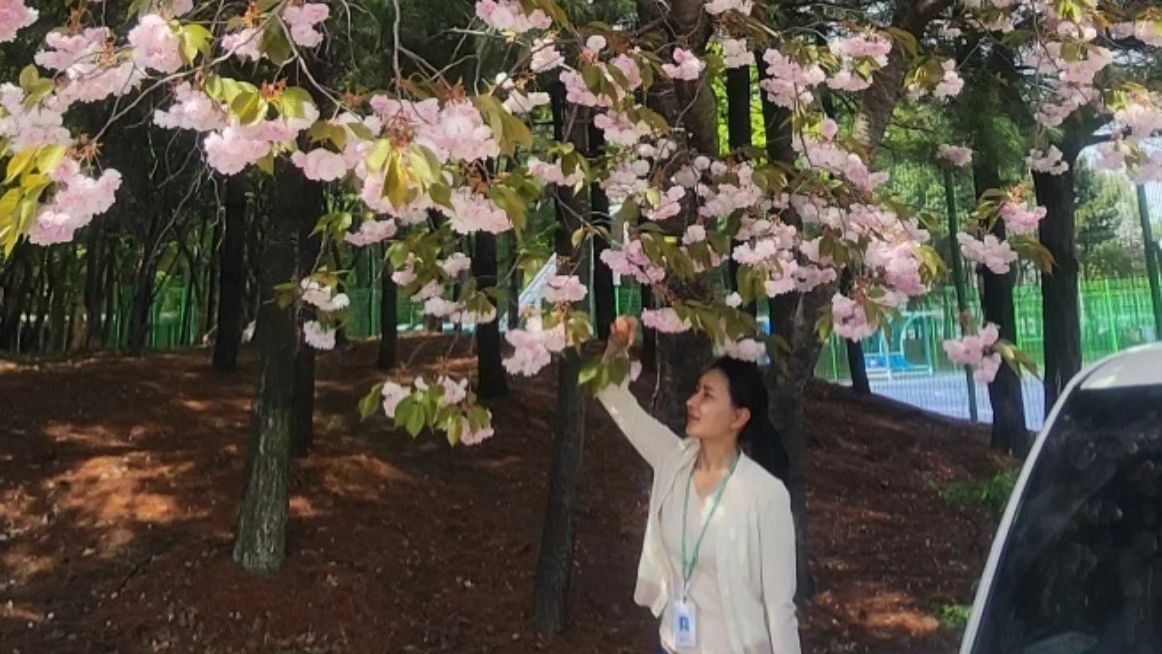 점심시간 꽃놀이
이곳은 이제야 겹벚꽃을 보여주네
올해 놓치지않고 볼 수 있어 감사합니다:)