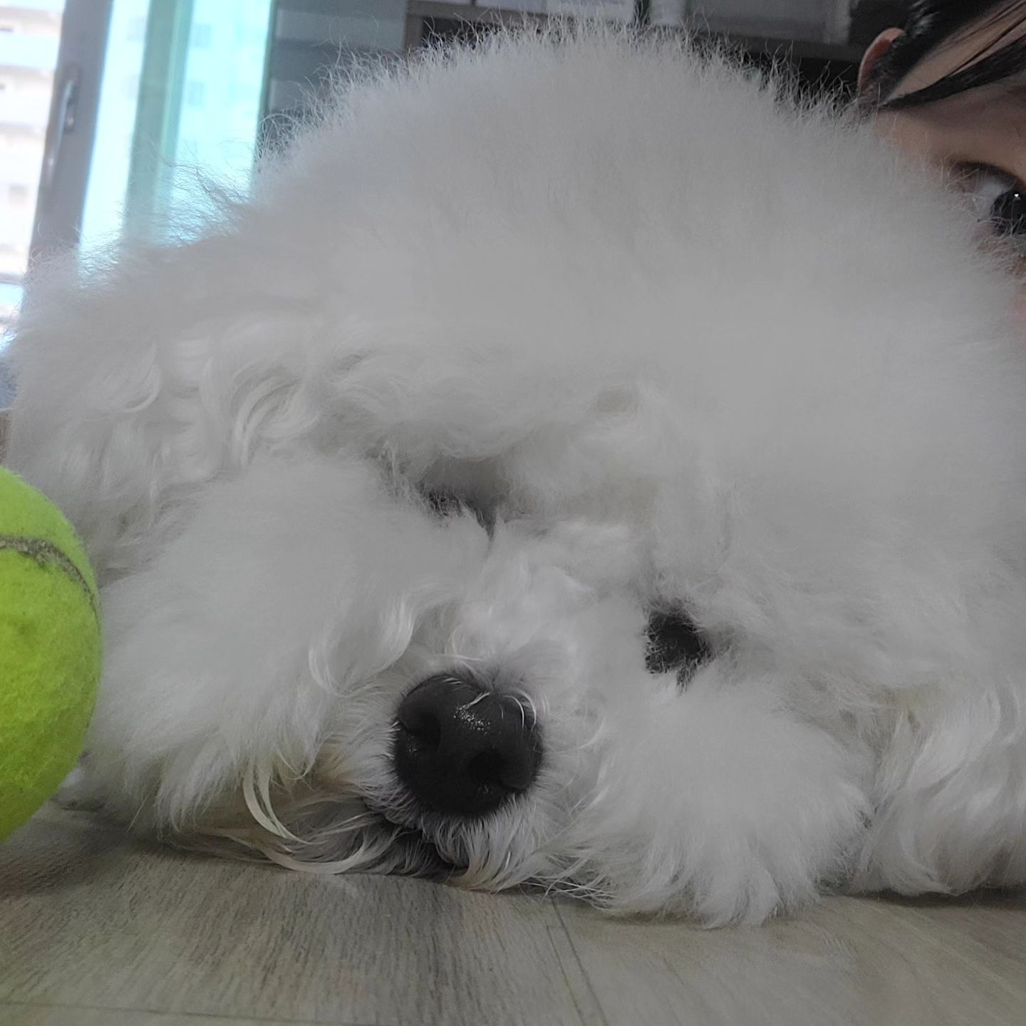 안뇽 오랜만의 꼬모 인사드려용
.
.
#꼬모의하루🐶