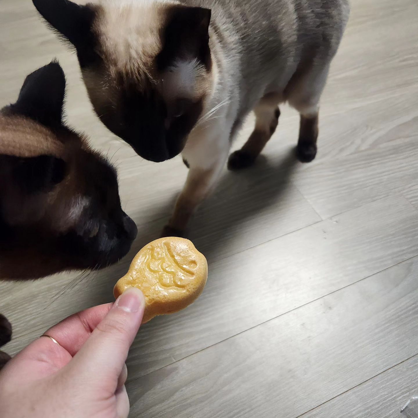 졸귀 내새꾸들
.
.
#반려동물 #반려묘 #고양이 #고양이그램 #샴 #고양이간식 #고양이의하루