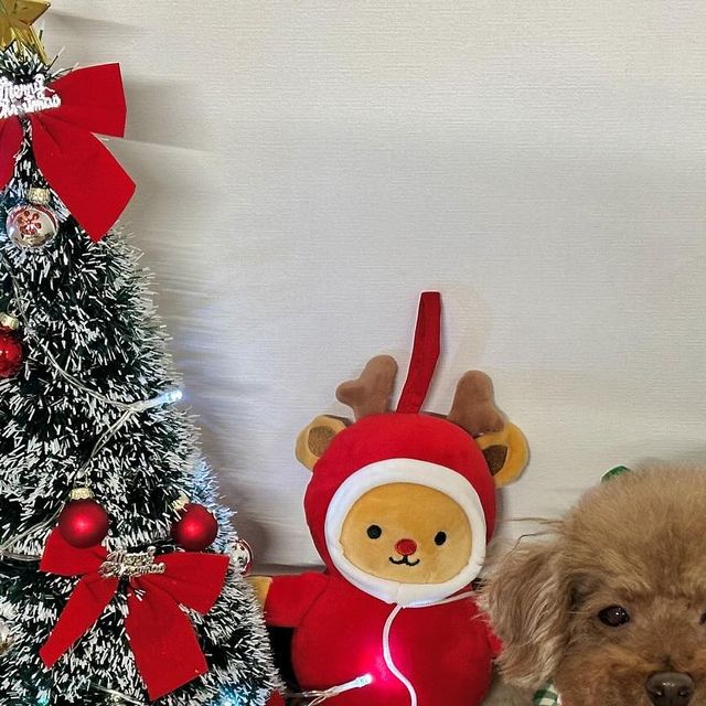 강아지모델 푸들 양뿌꾸 ღ 멍팔 ღ on Instagram: "#광고 *ੈ✩‧₊˚🎅🏻🎄🦌𝑀𝑒𝑟𝑟𝑦 𝐶ℎ𝑟𝑖𝑠𝑡𝑚𝑎𝑠ੈ✩‧₊˚🎅🏻🎄🦌 다들 크리스마스케이크 준비해찌⁉️ 나눈 이