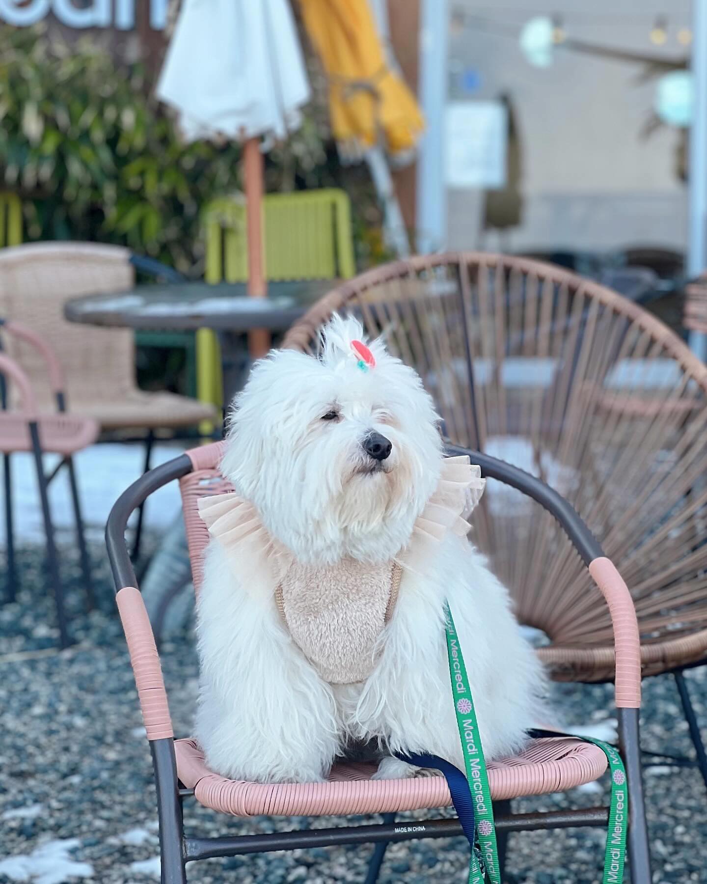 분위기 한번 잡아봤숴‼️🐶🤭

바다 색감 무엇⁉️🌊✨

#꼬똥 #꼬똥드툴레아 #꼬똥루이 #속초꼬똥  #귀여운강아지
#강아지 #이쁜강아지 #펫스타그램 #20년생 #심쿵 #coton #louis #cotondetulear #puppy #petstagram #touching #lovely