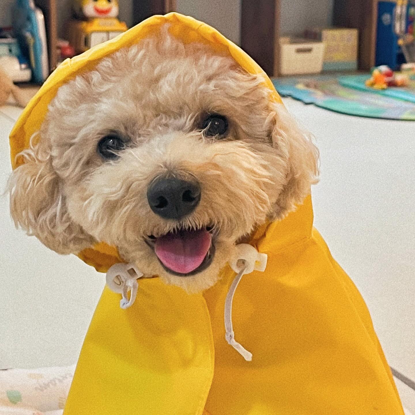 🏷️ ☂️🌧️🫧💨🌫️

비오는건 문제가 되지않는 
산책러버 딸래미 
옷 입는거 싫어하는 아가라 
안입을줄 알구 고심하다가 샀는데
산책하고 싶은 마음이 더 큰지
나가자니까 마냥 좋은 

우비소녀 김 . 망 . 고 💛

우중산책도 클리어 .ᐟ 

#귀여워 #100번들음