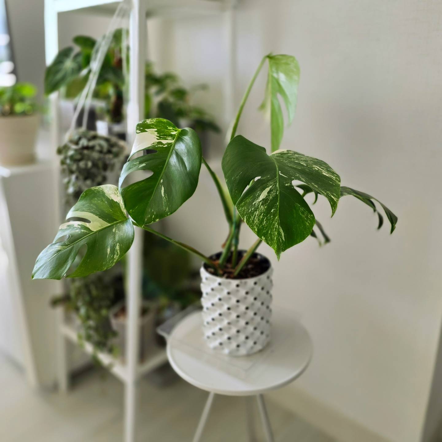 볼때마다 이쁜 내 알보

식집사 눈뜨다

#몬스테라알보 #몬스테라 #식집사