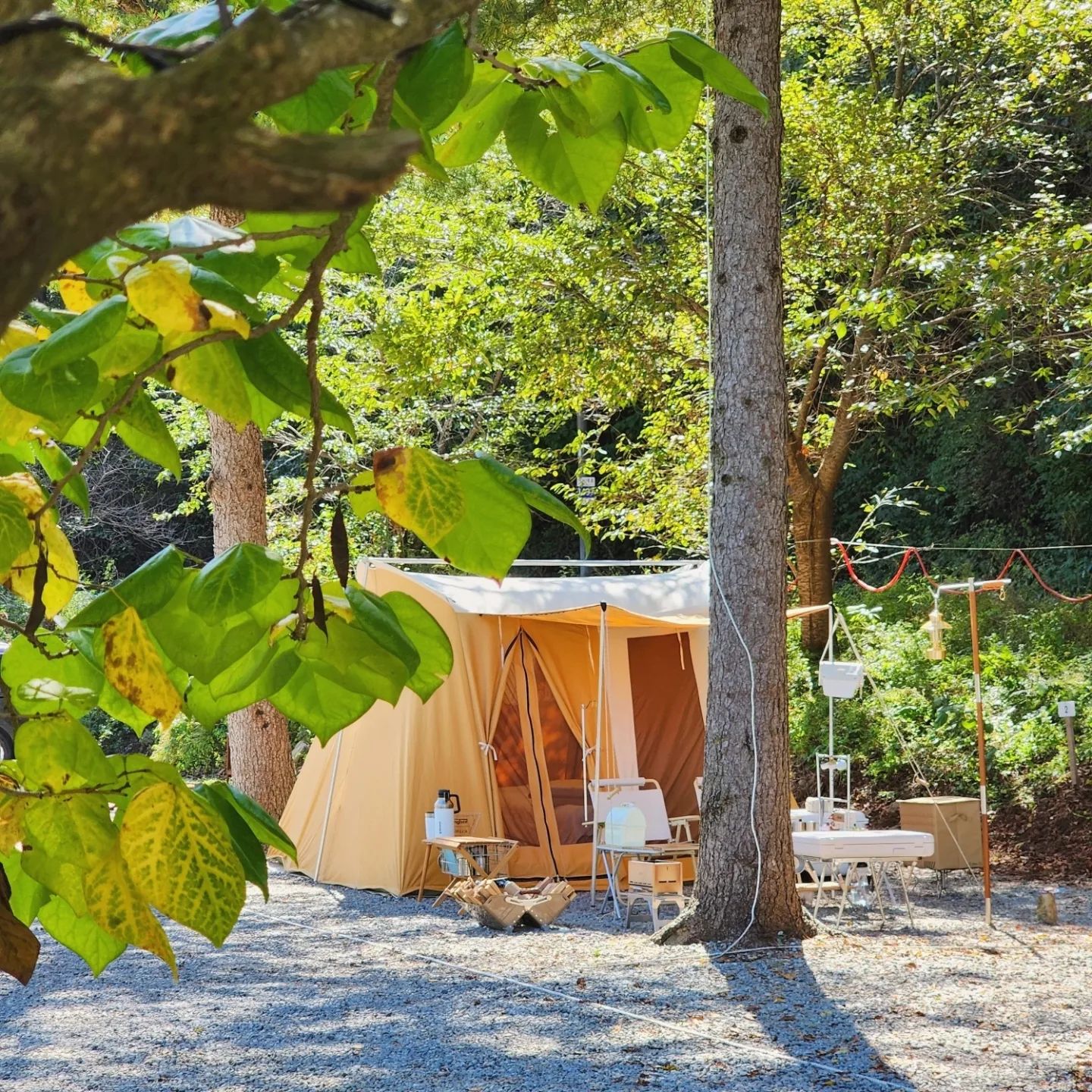 #장소제공 레트로갬성 폐교캠핑장 오똔데🏕⁣
⁣
여러분 제가 이번에 다녀온 캠핑장은 ⁣
강원도 춘천에 위치한 늘솔길캠핑장이예요ও⁣
⁣
늘솔길캠핑장은 가리산자락 폐교를 리모델링한 캠핑장이예요❣⁣
⁣
폐교라는 말이 좀 무섭게 느끼실수도 있겠지만..⁣
시골 학교 같은 느낌이라서 하나도 안무섭더라구요.ᐟ⁣
오히려 좀 더 정겨웠어요ʕ ꈍܫꈍʔ⁣
그리고 곳곳에 아기자기하게 꾸며놓은곳이 많아서⁣
캠핑장이 귀엽더라구요ㅎㅎও⁣
⁣
그리고 맑은 계곡도 있어서 여름에오면 물놀이도 가능해요🩵⁣
그늘막까지 설치를 해두셔서 놀기 진짜 편할꺼같더라구요~⁣
⁣
가을에는 계곡 옆 나무들 단풍도 알록달록 이쁠것같고⁣
겨울에는 눈썰매장과 얼음썰매도 가능하다고해요🎿⁣
⁣
장박하시는분들이 많이 계셔서 잘챙겨주시고 ⁣가족같은 분위기의 캠핑장이라서 너무 잘쉬다가 온곳이예요~⁣
⁣
아이도 가능하고 애견도 가능해요(대형견가능)⭕️⁣
카라반 사이트도 가능해요⭕️⁣
데크, 파쇄 둘다 가능해요⭕️⁣
1일사이트 비용에 전기료 5,000원은 ⁣
포함되어있지않아서 현장결제로 받으시더라구요⁣
이점 참고해주세요‼️⁣
⁣
개수대도 야외2군데 실내1군데있어서⁣
겨울에는 실내에서 이용하시면 너무 따뜻할거같아요(연탄때워놓으신데요)⁣
온수 진짜 미친 듯이 잘나와요⭕️⁣
단, 샤워실에 드라이기가 없어요❌️⁣
이점 참고해주세요‼️⁣
⁣
매점에 고기부터 시작해서 다양하게 다 팔아서 너무 좋더라구요⁣
핫팩까지 있어서 너무 행복했어요ෆ˙ᵕ˙ෆ⁣
장작 혜자가격 만원입니다~⁣
⁣
지금 장박신청도 받으신다고하니 참고해주세요😊⁣
⁣
📍문의/예약 graega_official⁣
➿️그래가캠핑 어플로 예약해서 다녀왔어요🔅⁣
더 많은 캠핑정보를 원하신다면 팔로우 눌러주세요⁣
⁣
캠핑장  5번예약시- 캠핑장 1박 무료쿠폰⁣
캠핑장 10번예약시- 캠핑카 1박 무료쿠폰⁣
⁣
좋은 정보는 저장 또는 친구들 태그하셔서 함께해요🙆‍♀️⁣
⁣
⁣#그래가예약 #춘천캠핑장 #홍천캠핑장 #캠핑장추천⁣
#그래가캠핑 #늘솔길캠핑장 #폐교캠핑장 #계곡캠핑장⁣
#카라반 #캠핑정보 #캠핑맞팔 #캠브리즈 #토리네오캠