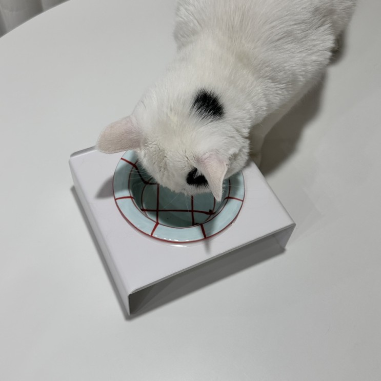 가티가티 고양이,강아지 디자인 밥그릇 인테리어에 예쁜 그릇!