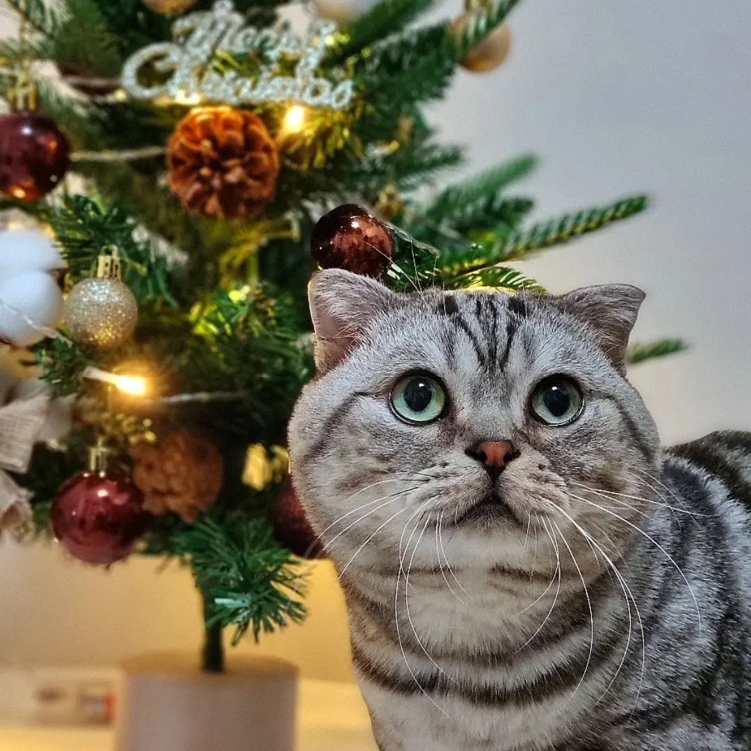 메리 크리스마스🎄