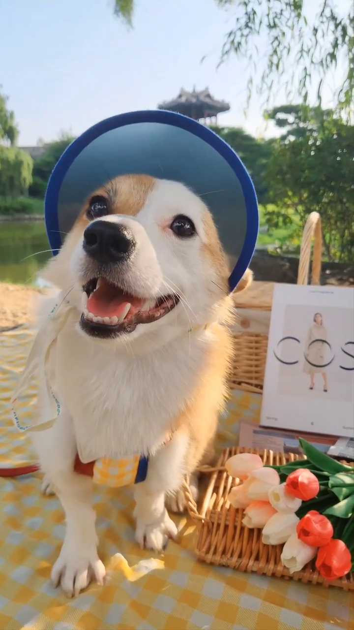 넘 귀엽고 무해한 🍞❤️

#cutedog #corgilove #사지말고입양하세요 #꼬리코기